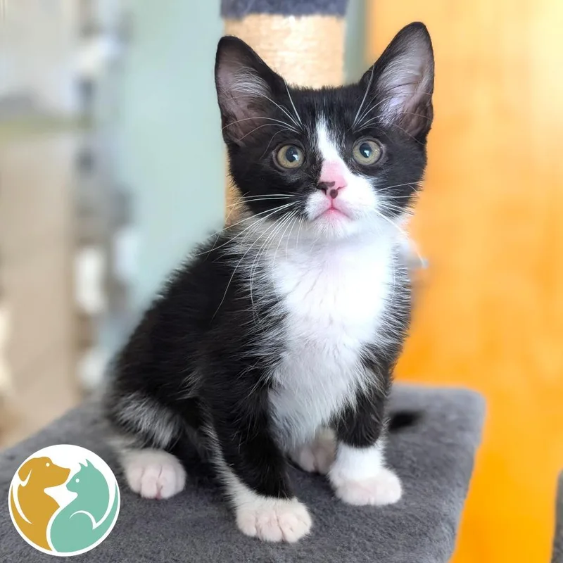 A baby small-sized male Black Domestic Short Hair cat named Phantom for adoption in Toledo, OH