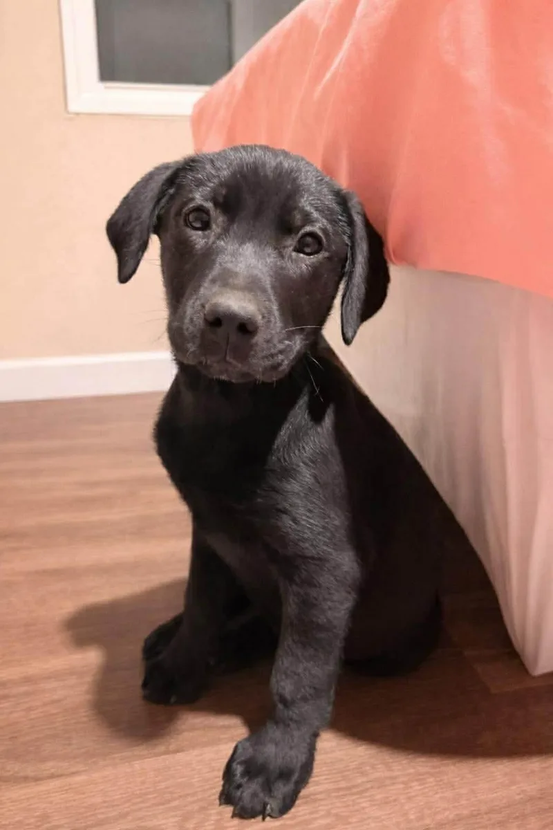 A baby small-sized male Labrador Retriever dog named Jet for adoption in Panama City, FL