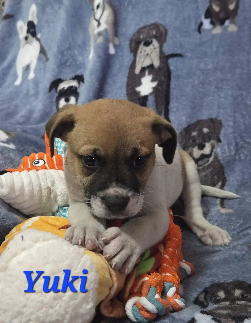 A baby medium-sized male White / Cream Labrador Retriever dog named Yuki for adoption in Huntington, NY