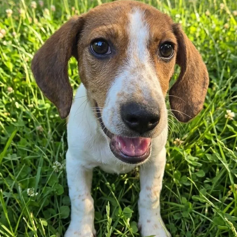 A baby small-sized female White / Cream Miniature Dachshund dog named Anslee for adoption in Athens, AL