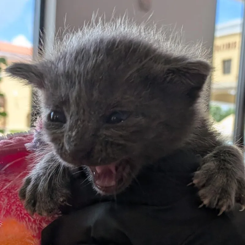 A baby small-sized female Gray / Blue / Silver Domestic Short Hair cat named Rumpke for adoption in West Palm Beach, FL