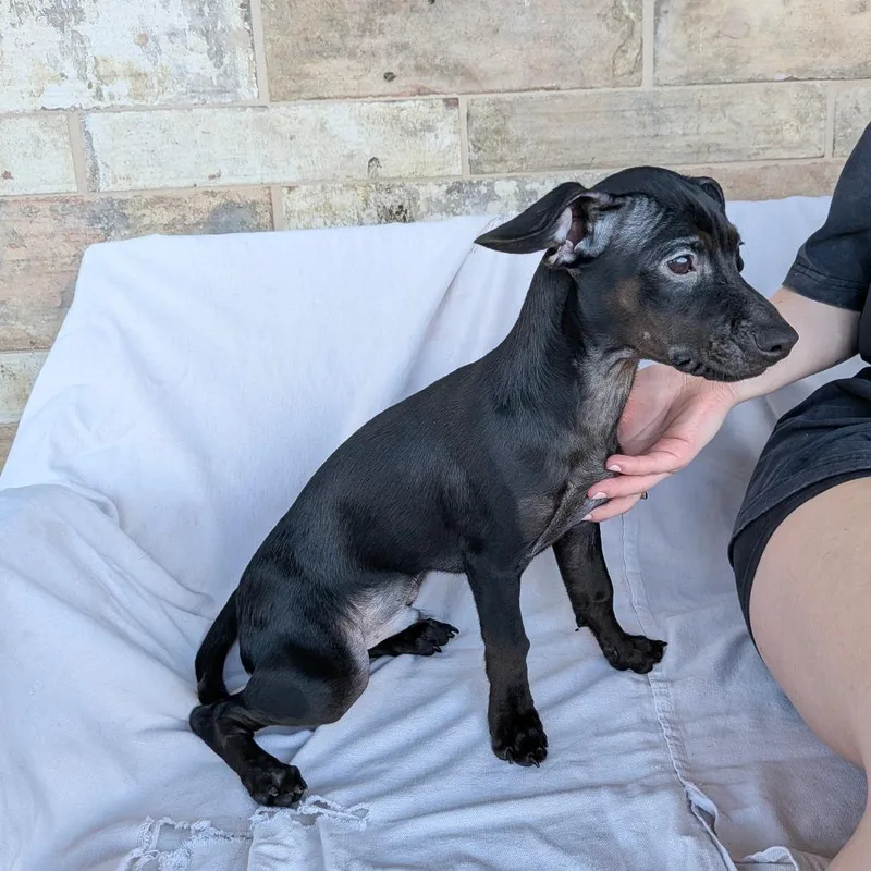 A baby small-sized male Dachshund dog named John for adoption in Chico, CA