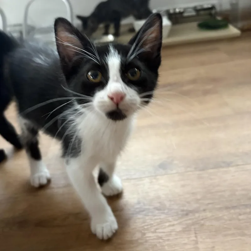 A baby small-sized male Black Domestic Short Hair cat named Edward for adoption in Chicago, IL