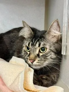 An adult medium-sized male Tabby (Brown / Chocolate) Domestic Long Hair cat named Uhtred for adoption in Winter Haven, FL