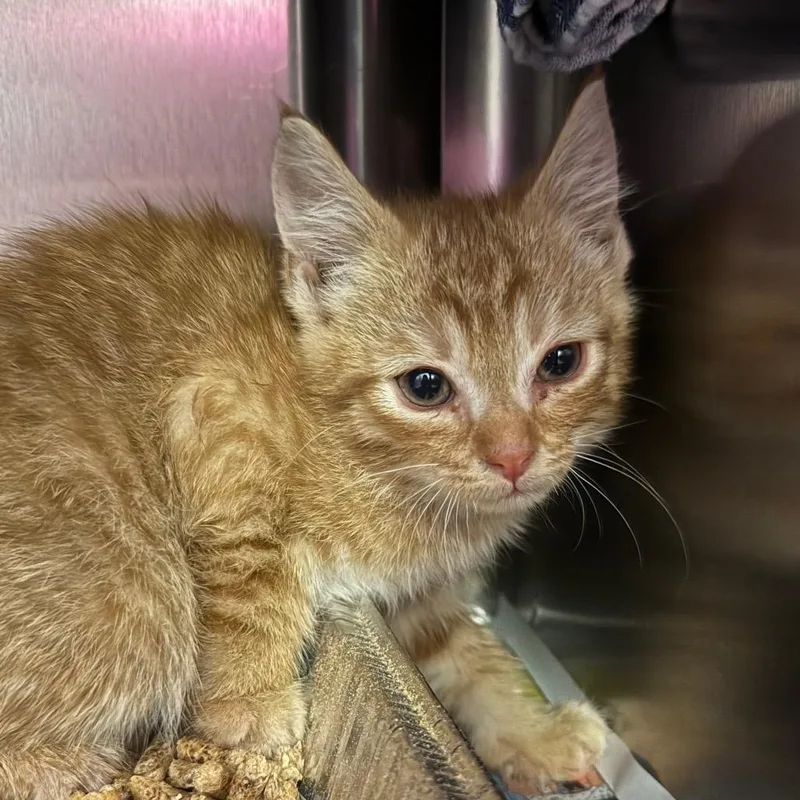 A baby small-sized male Orange / Red Domestic Short Hair cat named Sleeping Bag for adoption in Charlottesville, VA