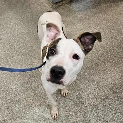 A young medium-sized female White / Cream Mixed Breed dog named Regina for adoption in Jacksonville, FL