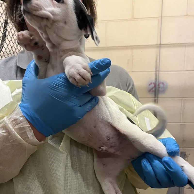A baby small-sized male White / Cream Pointer dog named Foxtrot for adoption in Amarillo, TX