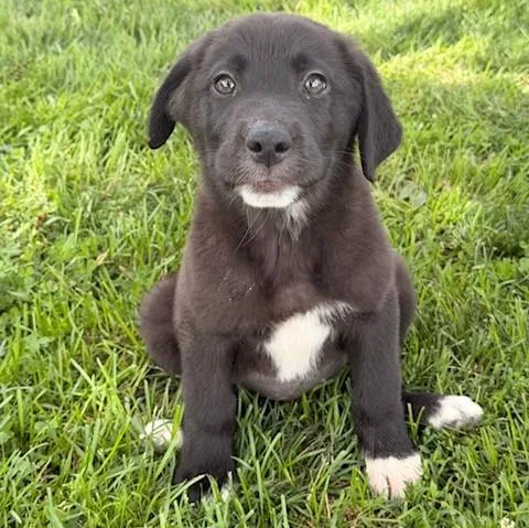 A baby medium-sized male Black Labrador Retriever dog named Jake for adoption in Albany, NY