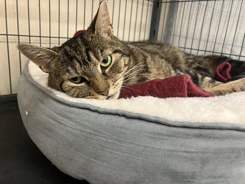 An adult medium-sized female Domestic Short Hair cat named Bella for adoption in Smithtown, NY