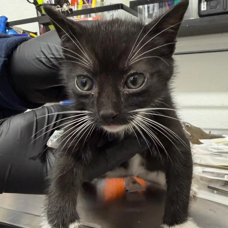 A baby small-sized female Black Domestic Short Hair cat named Cricket for adoption in Point Richmond, CA