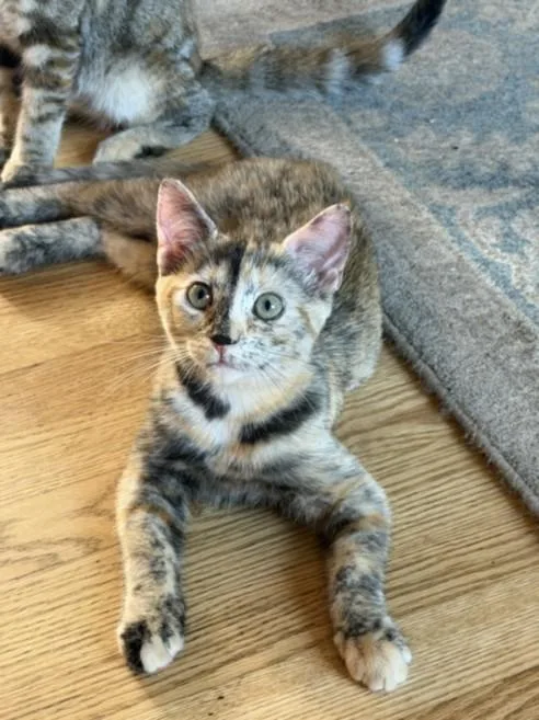 A baby small-sized female Domestic Short Hair cat named Flopsy for adoption in Hagerstown, MD