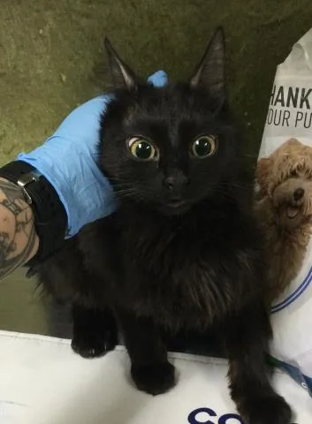 A young small-sized female Domestic Short Hair cat named A for adoption in Riverside, CA