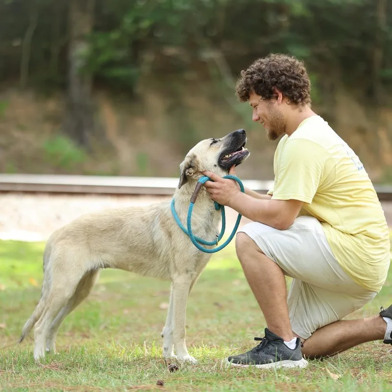 An adult large-sized female German Shepherd Dog dog named Zelda for adoption in Lucedale, MS