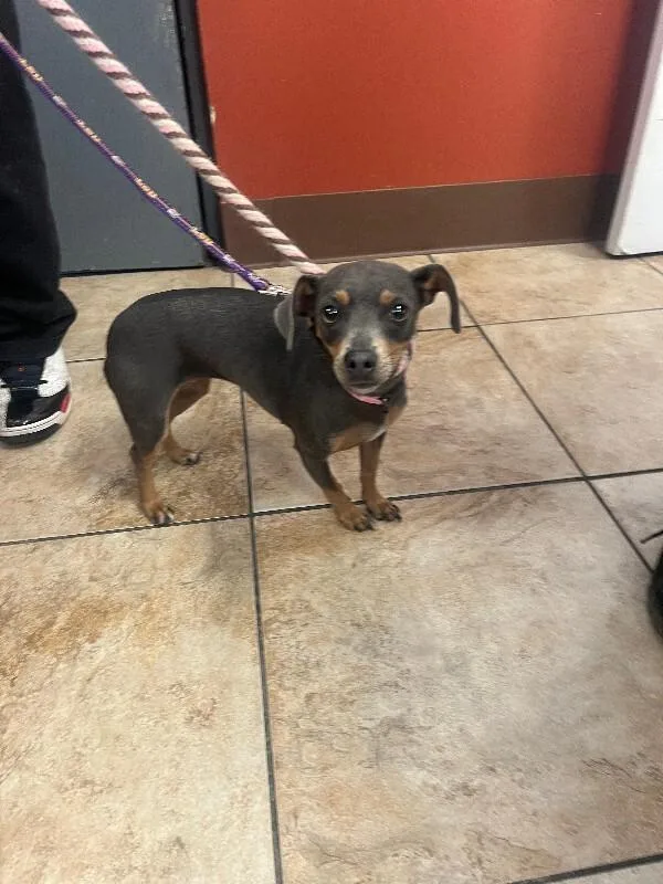 An adult large-sized female Gray / Blue / Silver Mixed Breed dog named Mama Ray for adoption in Cincinnati, OH
