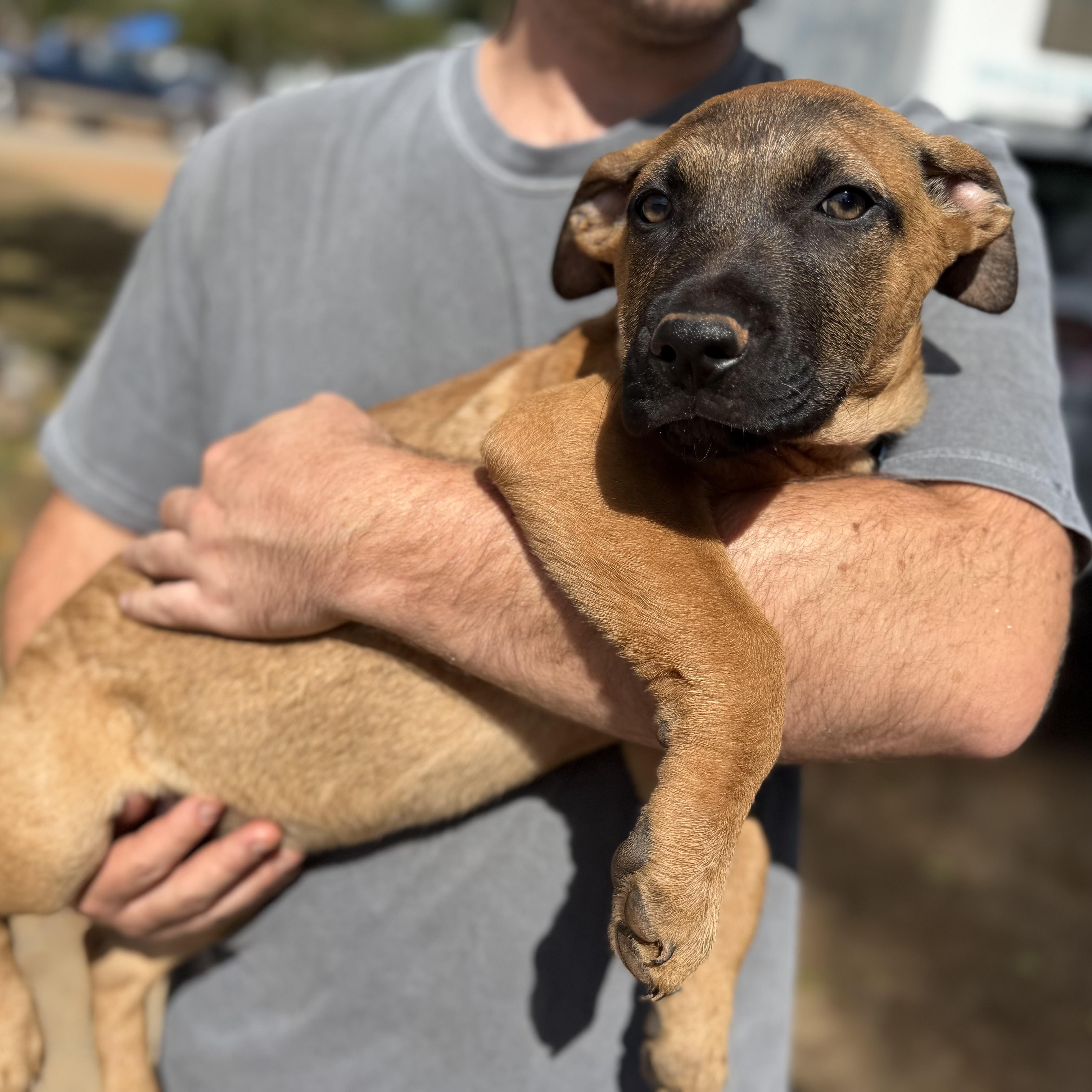 A baby medium-sized male Brown / Chocolate Mixed Breed dog named Curly for adoption in Columbia, SC