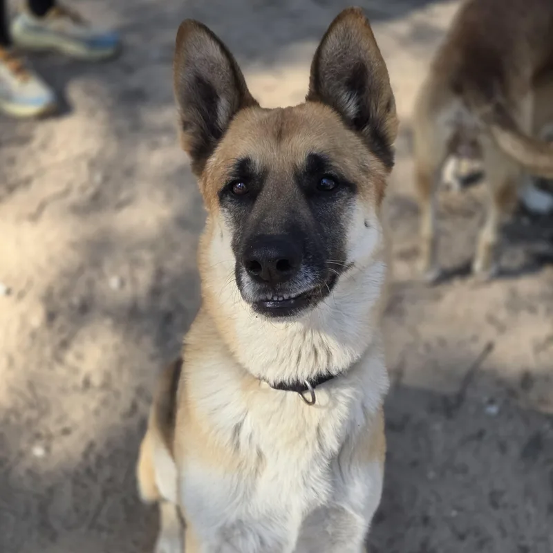 An adult medium-sized male Yellow / Tan / Blond / Fawn German Shepherd Dog dog named Ash for adoption in Houston, TX