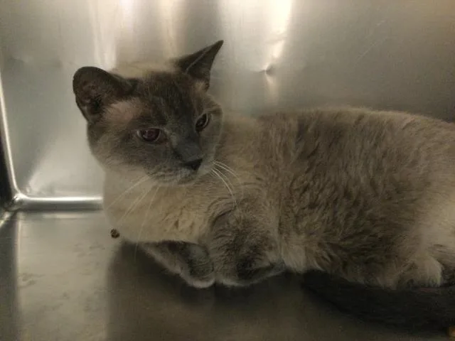 A senior small-sized male Siamese cat named Trey for adoption in Thousand Palms, CA