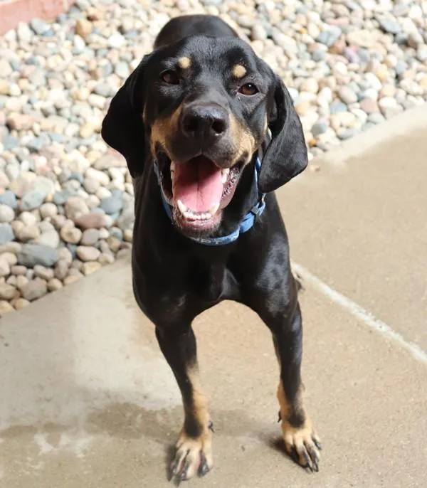 A young medium-sized female Hound dog named Voodoo for adoption in Sioux City, IA