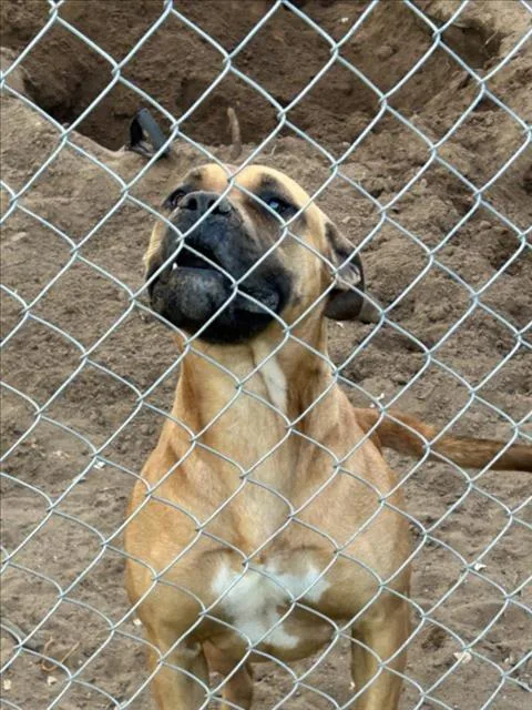 An adult large-sized female Mastiff dog named Stacey for adoption in Martinez, CA
