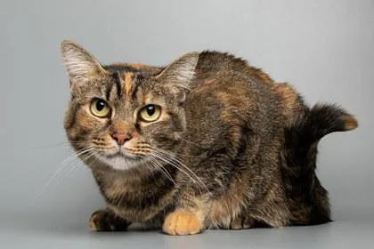 An adult small-sized female Domestic Short Hair cat named Lucy for adoption in Longmont, CO