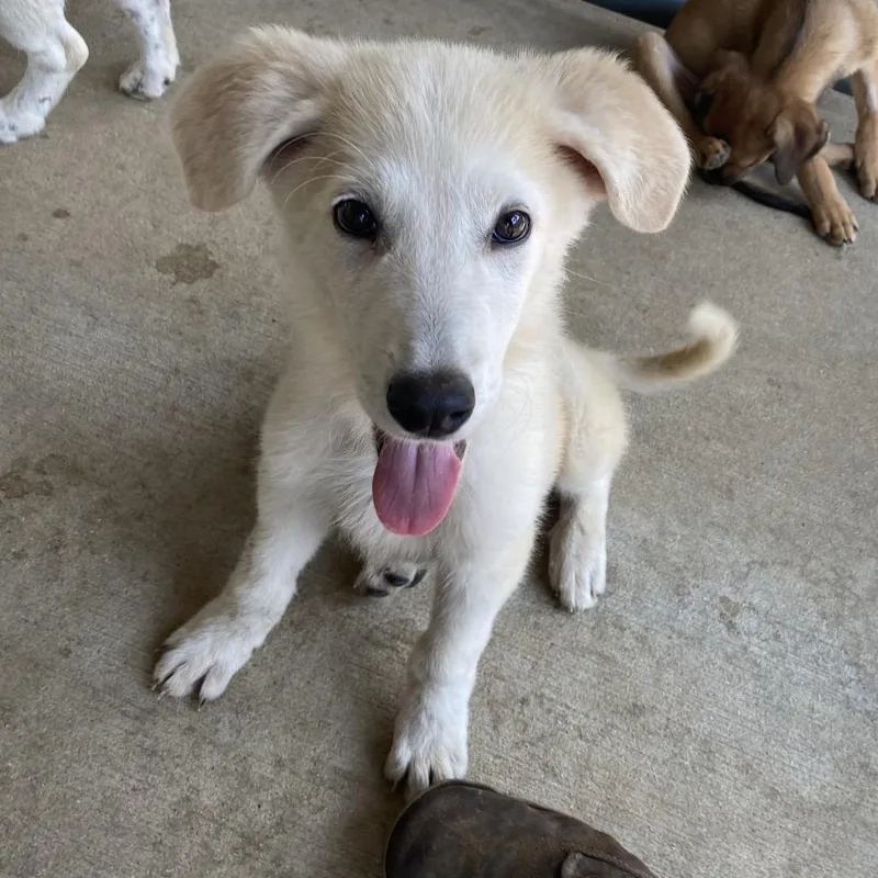 A baby small-sized male White / Cream Great Pyrenees dog named Charlie for adoption in Buffalo, MN