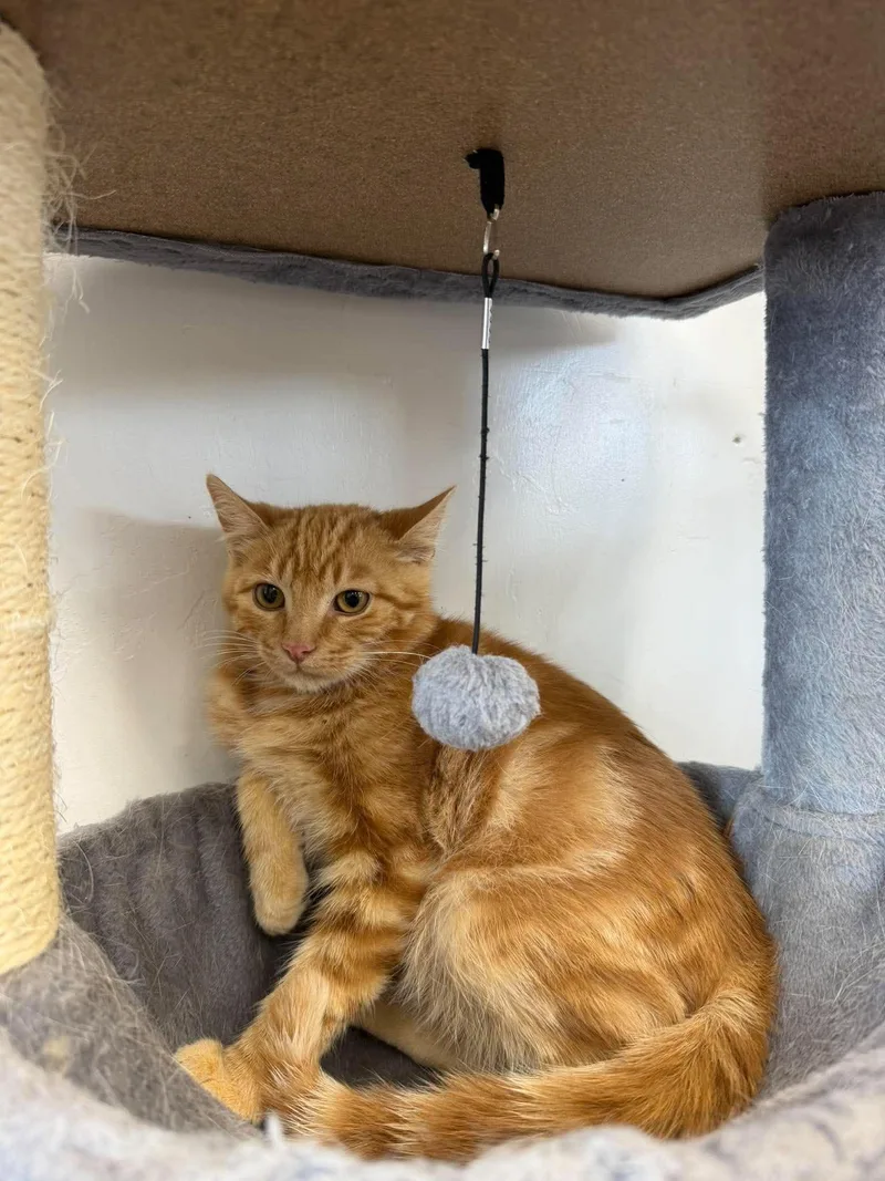 A young medium-sized male Domestic Short Hair cat named Athie for adoption in Roosevelt, UT