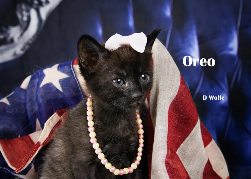 A baby medium-sized male Black Domestic Short Hair cat named Oreo for adoption in York, NE