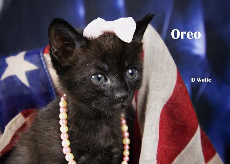 Oreo thumbnail 2