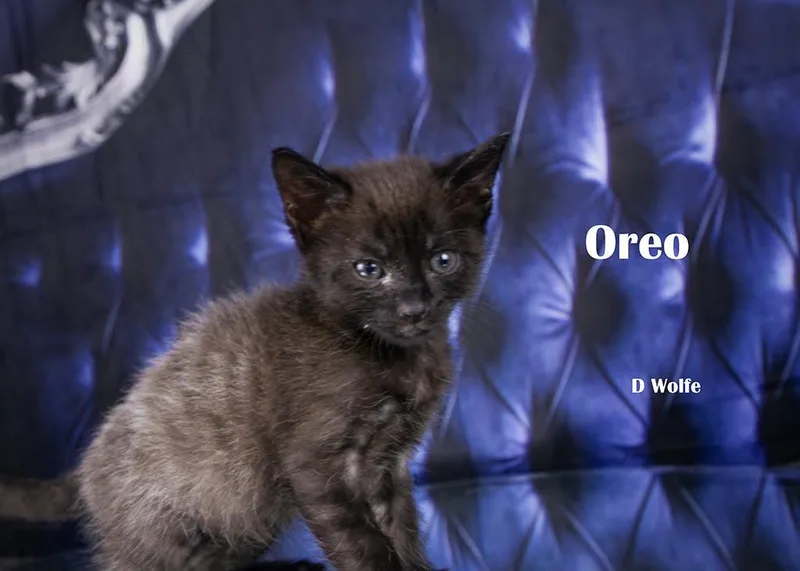 Oreo thumbnail 3