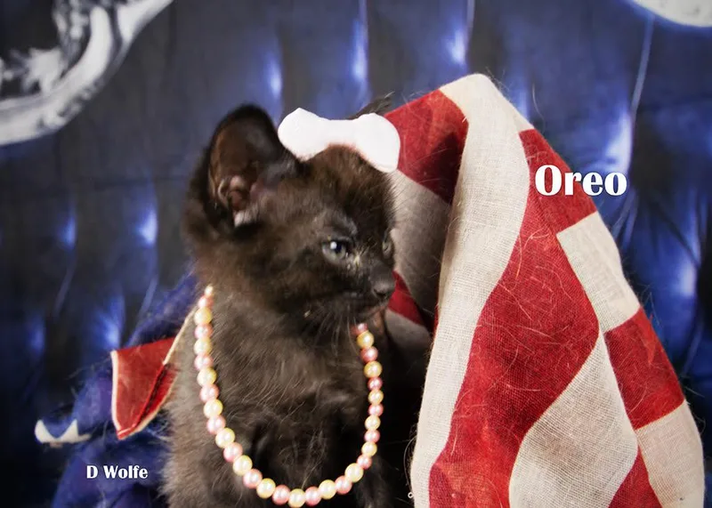 Oreo thumbnail 4