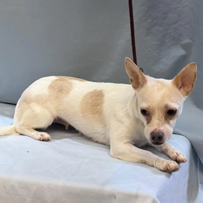 An adult small-sized female Chihuahua dog named Snowball for adoption in Maynardville, TN