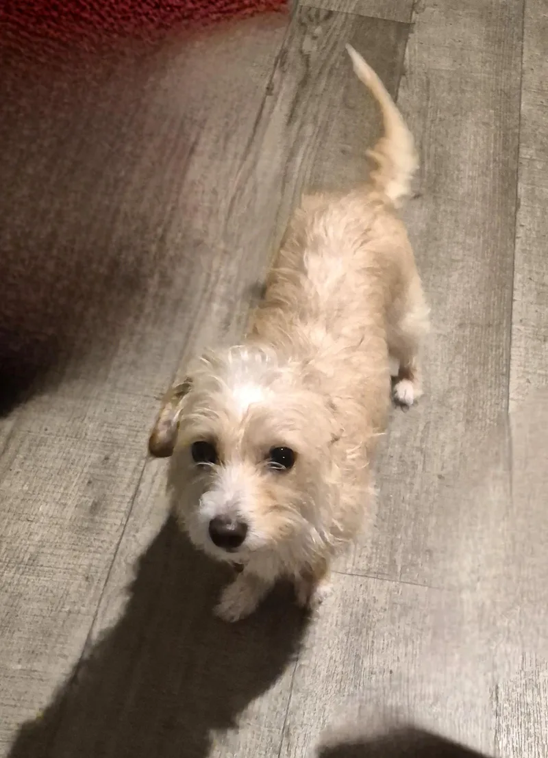 A young small-sized female Yellow / Tan / Blond / Fawn Jack Russell Terrier dog named Molly for adoption in Southport, CT