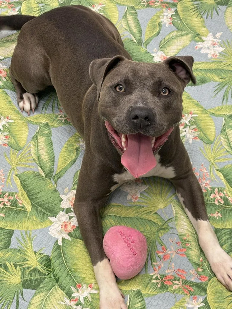 A young large-sized female Mixed Breed dog named Lily for adoption in Detroit, MI