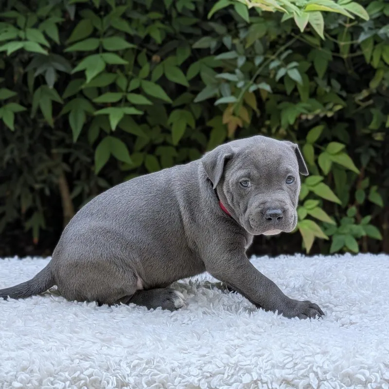 Kookaburra thumbnail 3