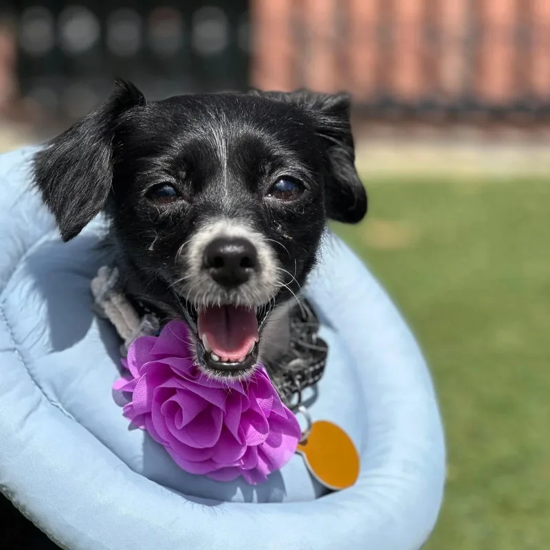 A young small-sized female Chihuahua dog named Violet for adoption in San Francisco, CA