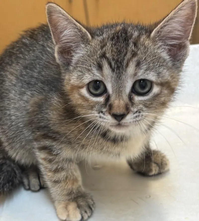 A baby small-sized female Domestic Short Hair cat named Sassy for adoption in Elizabethton, TN