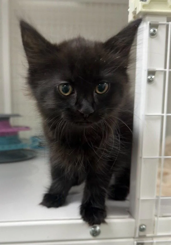A baby medium-sized female Black Domestic Medium Hair cat named Pricilla for adoption in St. Helens, OR