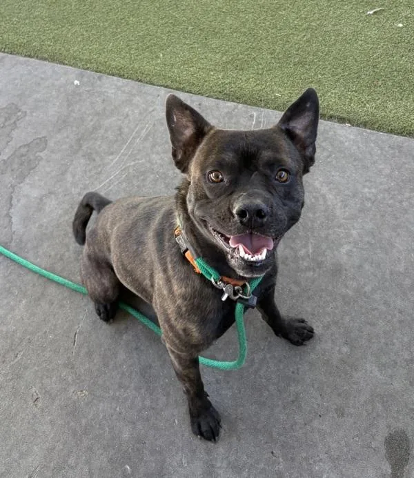 An adult medium-sized male Pit Bull Terrier dog named Banzai for adoption in Salt Lake City, UT