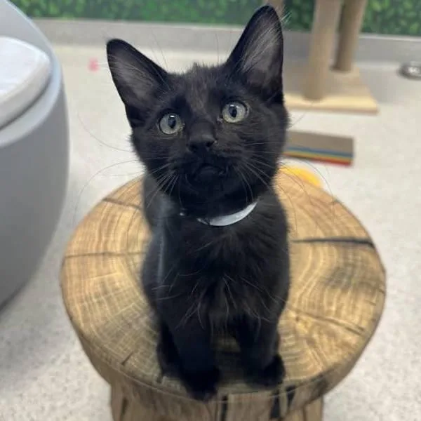 A baby small-sized male Domestic Medium Hair cat named Dougie for adoption in Walnut Creek, CA