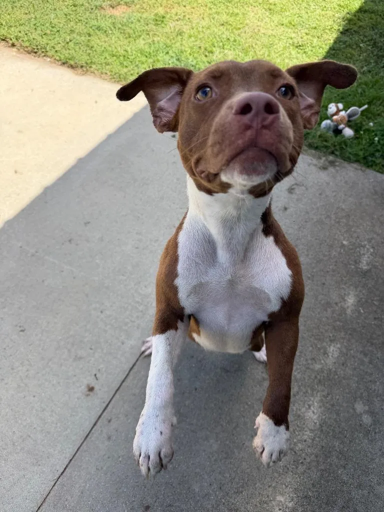 A baby large-sized female Pit Bull Terrier dog named Charissa for adoption in Metter, GA