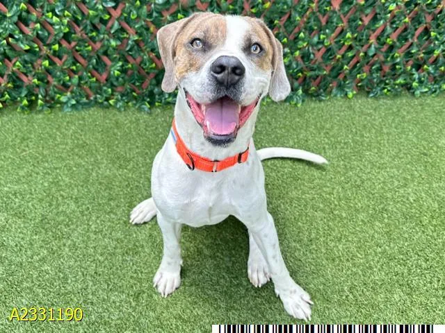 A young medium-sized male Mixed Breed dog named Neil for adoption in West Palm Beach, FL