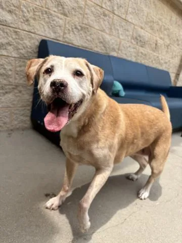 An adult large-sized female Labrador Retriever dog named Misty for adoption in Dayton, OH