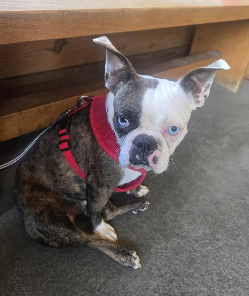 A young small-sized female French Bulldog dog named Milly Frenchton for adoption in Gillsville, GA
