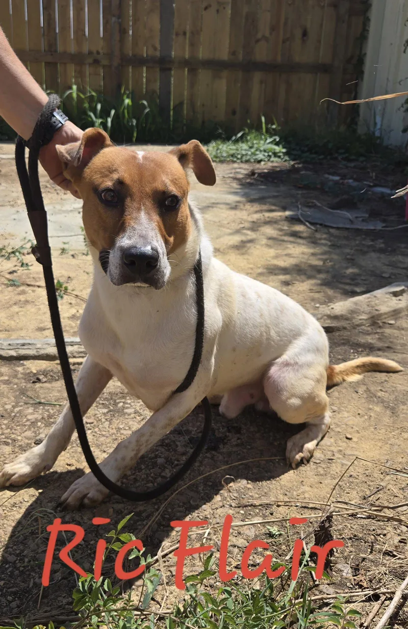 A young medium-sized male Feist dog named Ric Flair for adoption in Jackson, MS