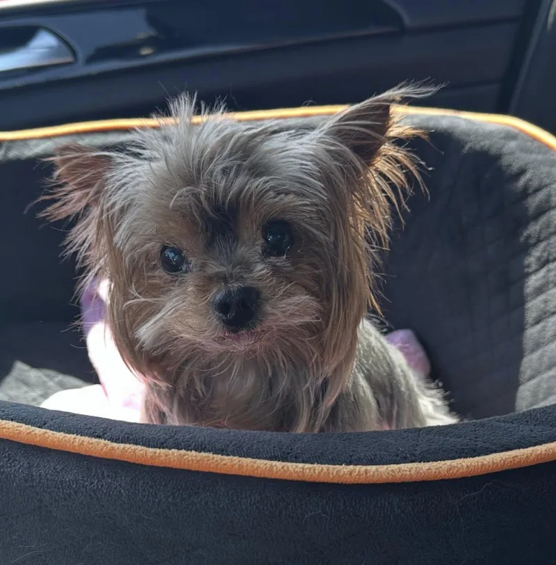 Louie