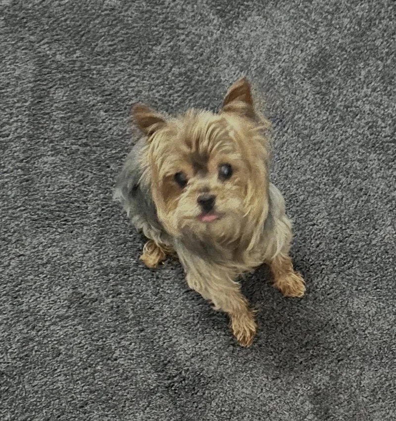 Louie thumbnail 2