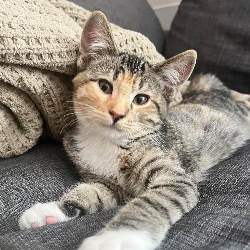 A baby small-sized female Calico Domestic Short Hair cat named Clementine for adoption in Grantsville, UT