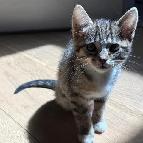 A baby small-sized female Brown / Chocolate Domestic Short Hair cat named May for adoption in Los Angeles, CA