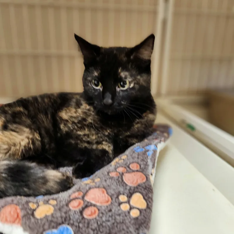 An adult medium-sized female Tortoiseshell cat named Kora for adoption in Waupun, WI