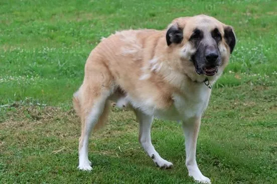 An adult large-sized male Mixed Breed dog named Hemi for adoption in Columbia, TN